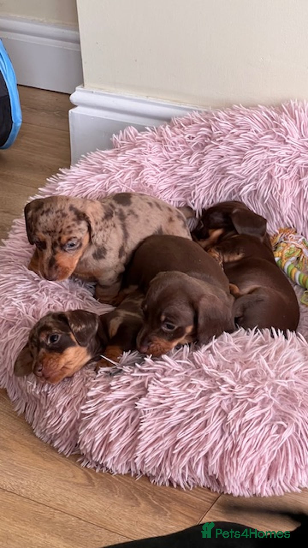 Miniature Dachshund dogs for stud: 🐾 KC Miniature Dachshund – Otto Von Krumm 🐾 - Image 13