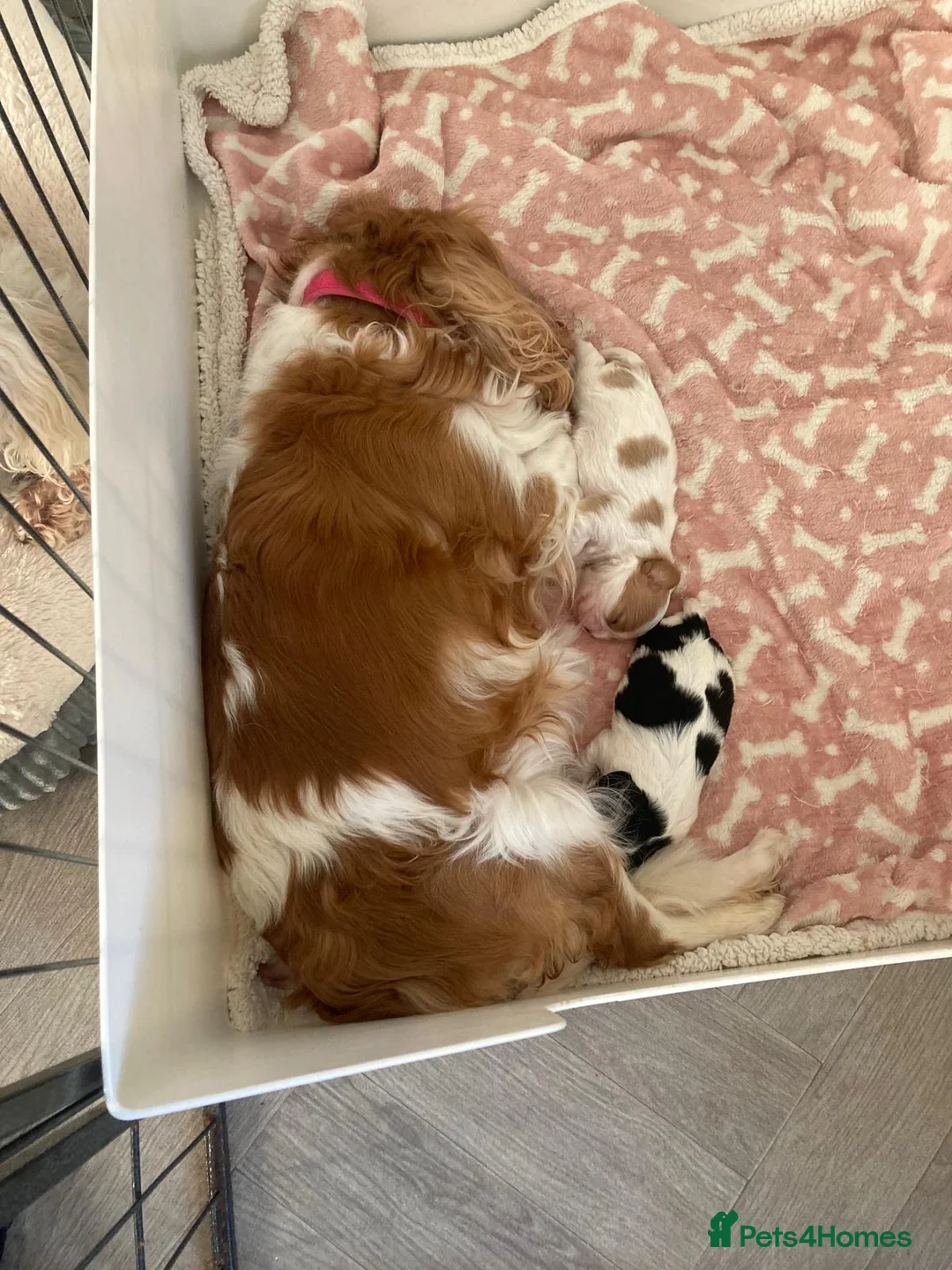 Cavalier King Charles Spaniel dogs for sale: Kc Blenheim Cavalier King Charles Spaniel  - Advert 1