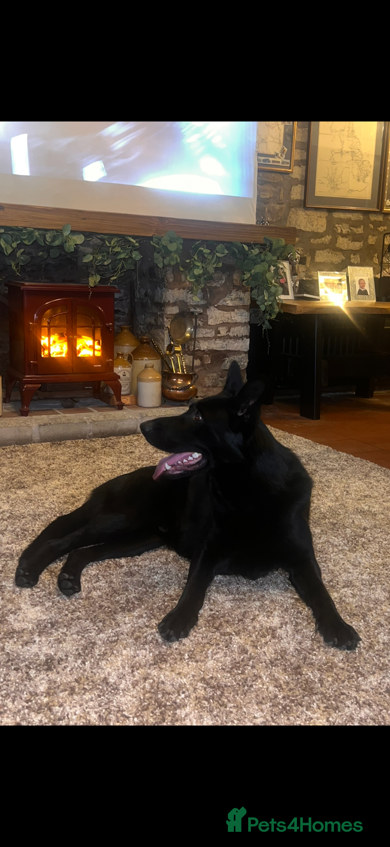 German Shepherd dogs Black German shepherd - male  - Advert 1