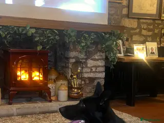 German Shepherd dogs Black German shepherd - male - Advert 1