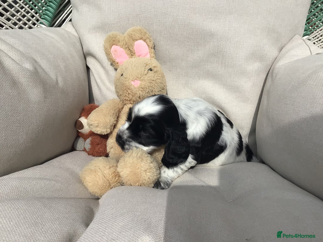 Cocker Spaniel dogs for sale: Show cocker pups  K.C. Reg. AMS. PRA. And FN clear - Image 8