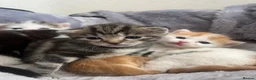 Mixed Breed cats for sale: 5 mixed breed kittens looking for a forever home - Advert 28