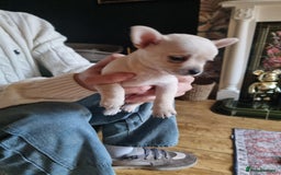 Chorkie dogs for sale: 3 little babies left. - Image 6