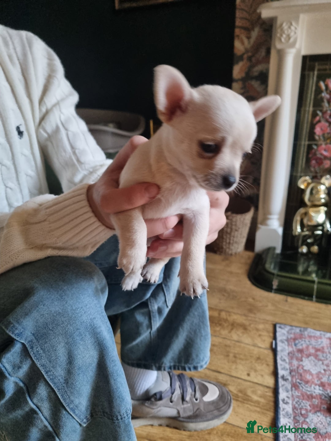 Chorkie dogs for sale: 3 little babies left. - Image 6
