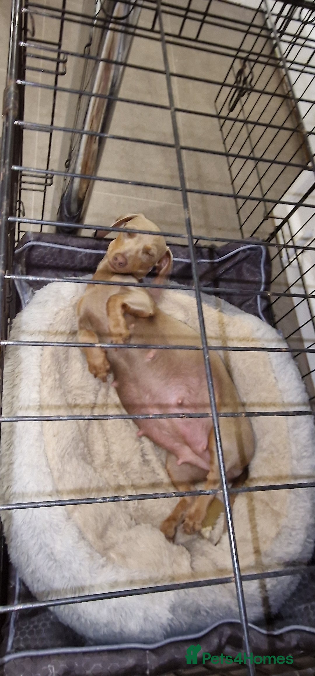 Miniature Dachshund dogs for sale: 3 puppies for sale  - Image 3