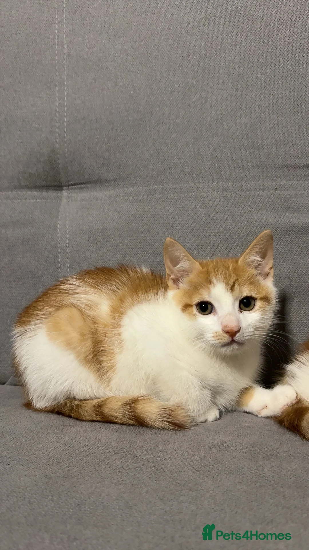 Mixed Breed cats for sale: X4 beautiful ginger kittens - Ready for rehoming - Advert 10