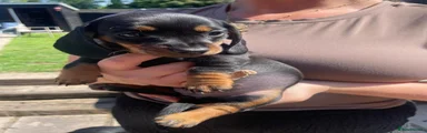 Miniature Dachshund Puppy 5