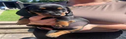 Miniature Dachshund dogs for sale: Miniature Dachshund puppies 🐶  - Advert 20