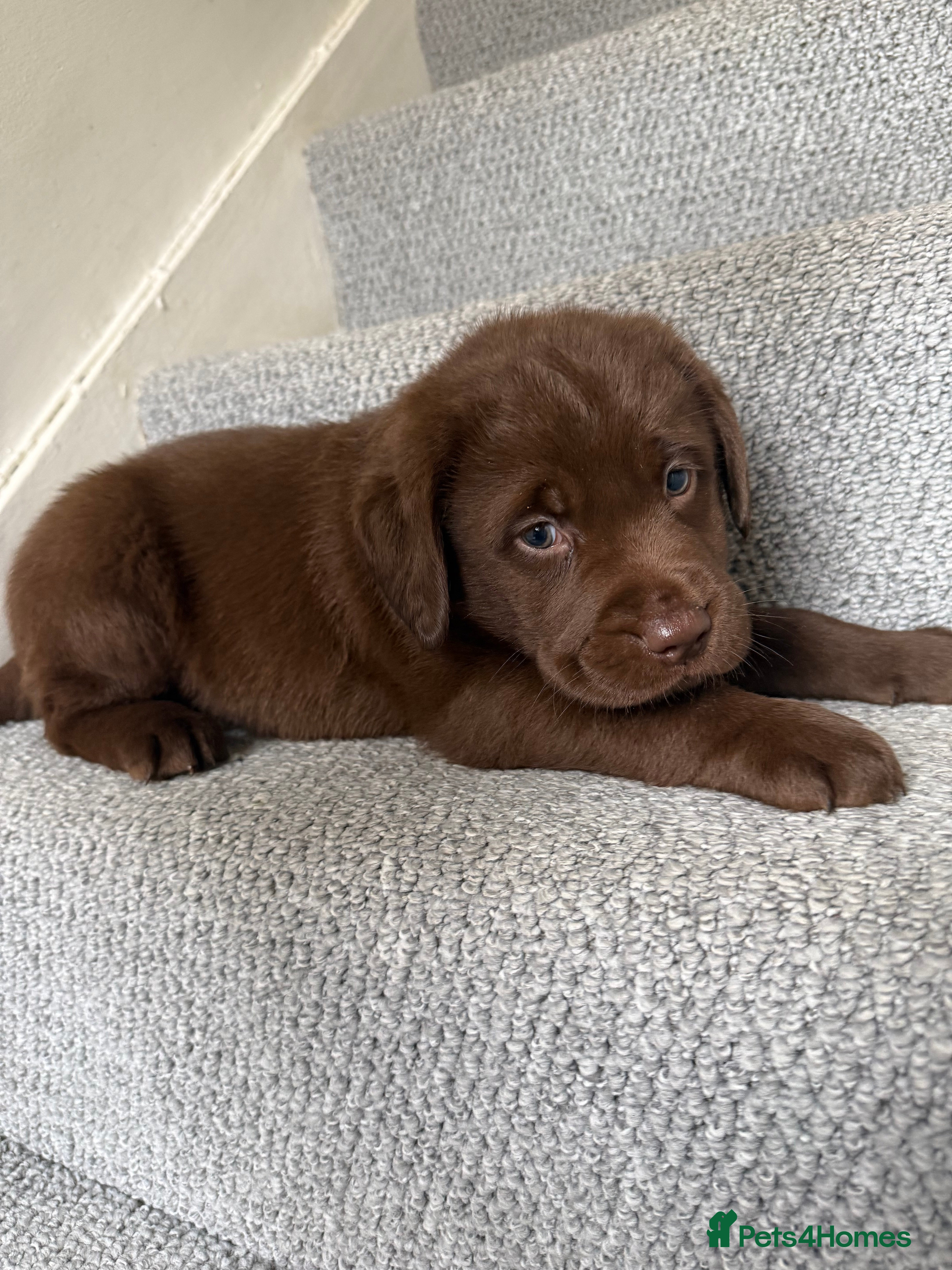 Labrador Retriever dogs Ready to live!!! one boy left   - Advert 2