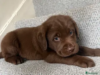 Labrador Retriever dogs Ready to live!!! one boy left - Advert 2