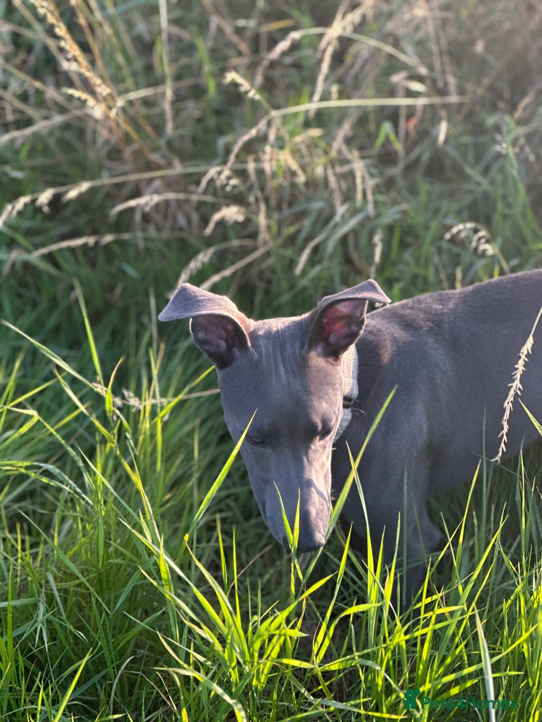 Mixed Breed dogs for sale: Beautiful Whippet Cross in need of new home- Free - Advert 8