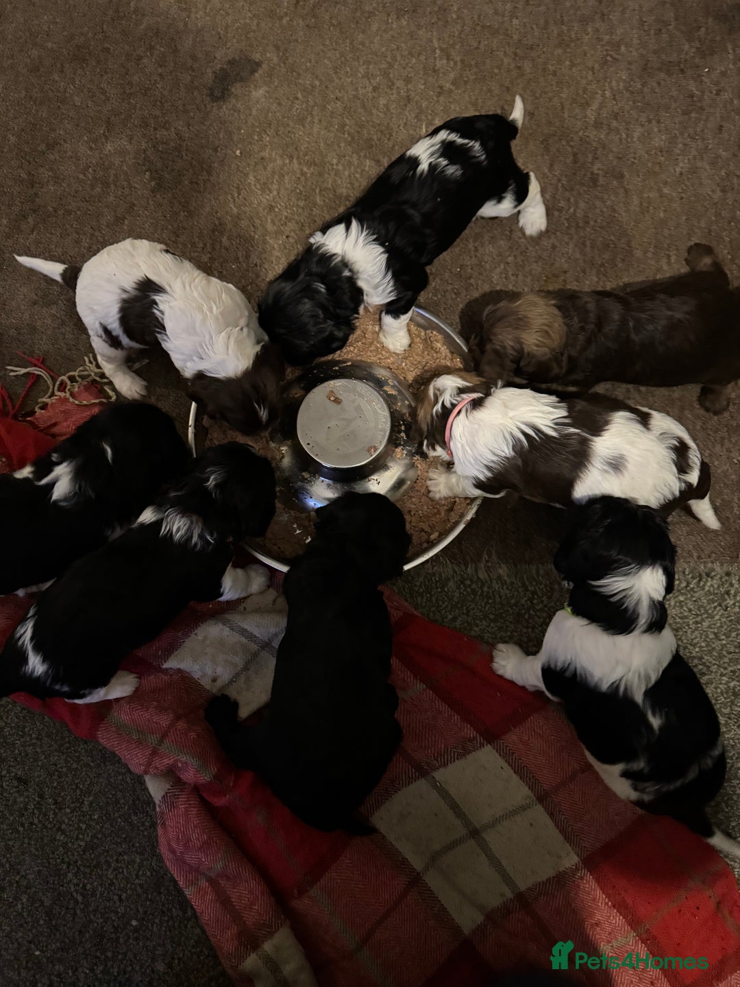Mixed Breed dogs for sale: 8 Springer mix Puppies - Advert 2