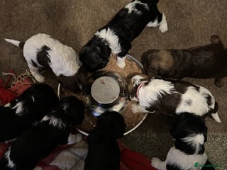 Mixed Breed dogs 8 Springer mix Puppies - Advert 5