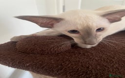 Siamese cats for sale: Gorgeous New Style Siamese Kittens - Image 10
