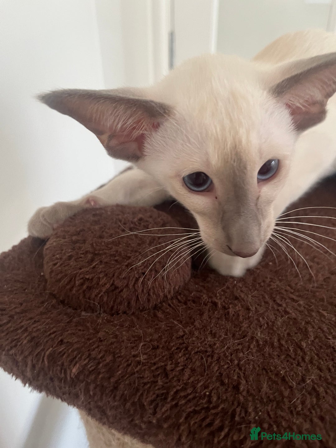 Siamese cats for sale: Gorgeous New Style Siamese Kittens - Image 10