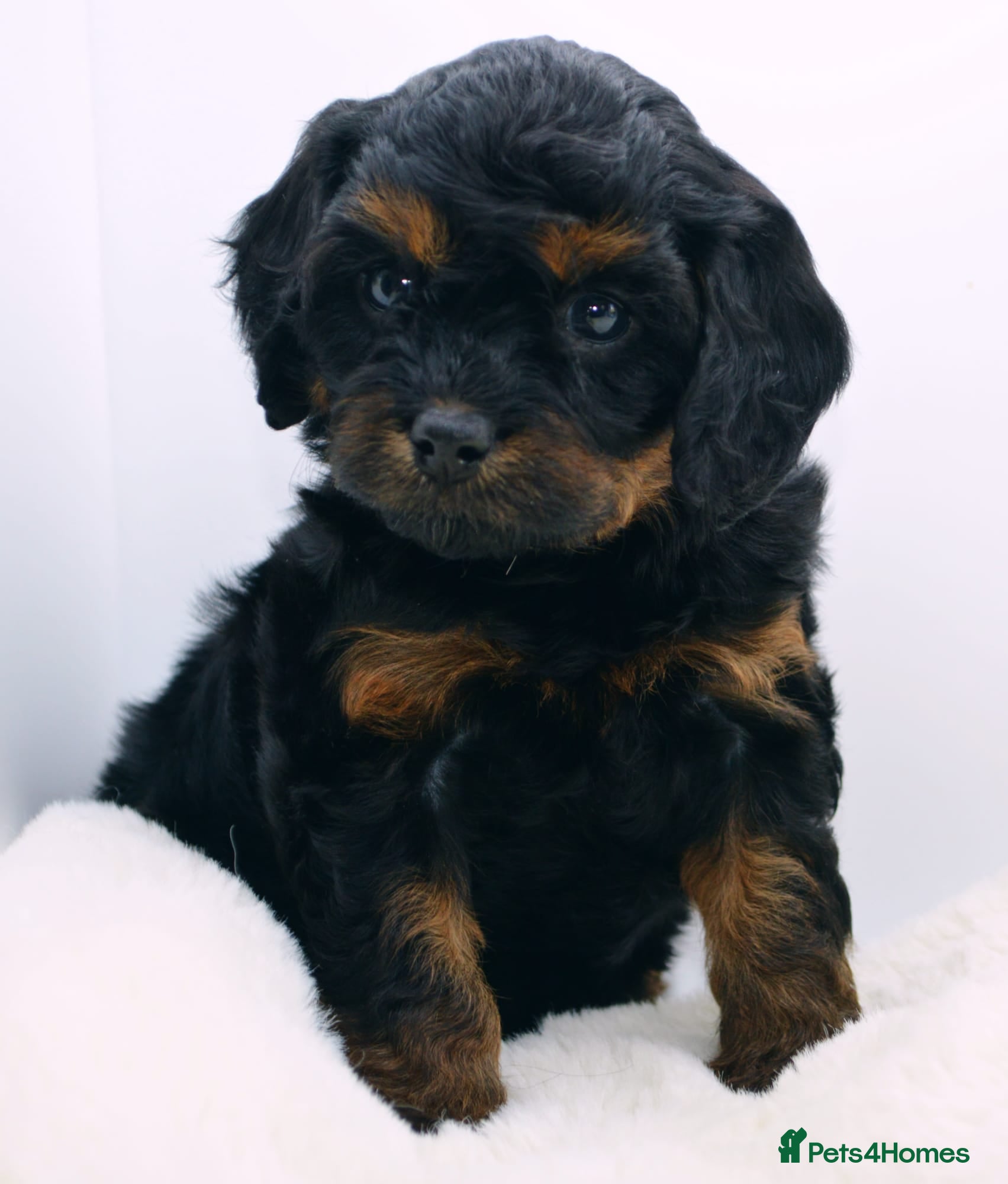 Cavapoo dogs Health Tested Rare Phantom Merle Cavapoos  - Advert 4