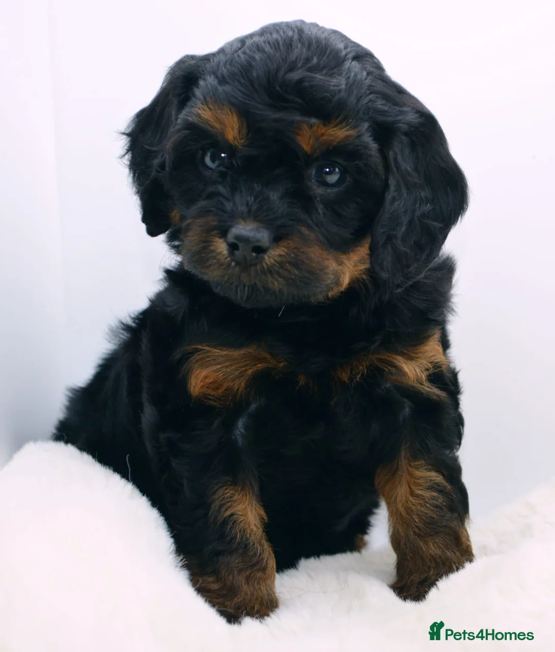 Cavapoo dogs for sale: Health Tested Black and Tan Cavapoos - Advert 1