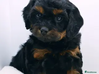 Cavapoo dogs Health Tested Rare Phantom Merle Cavapoos - Advert 5