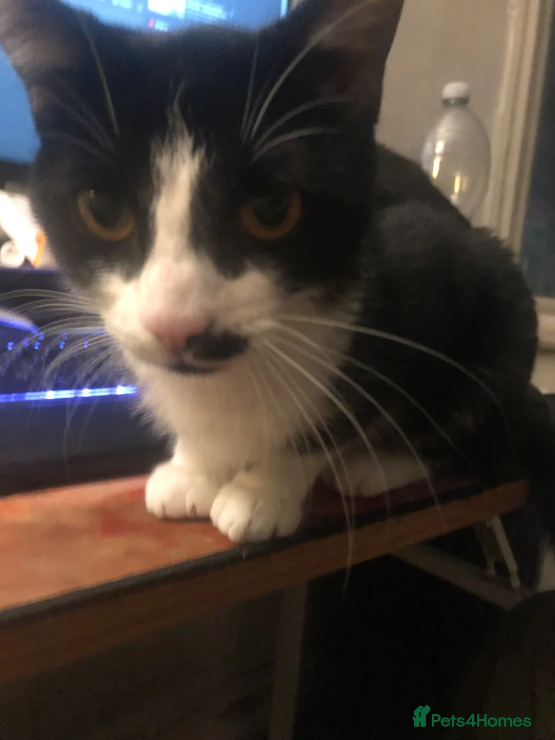 Mixed Breed cats for sale: WHITE AND BLACK FEMALE TO BE REHOMED - Advert 3