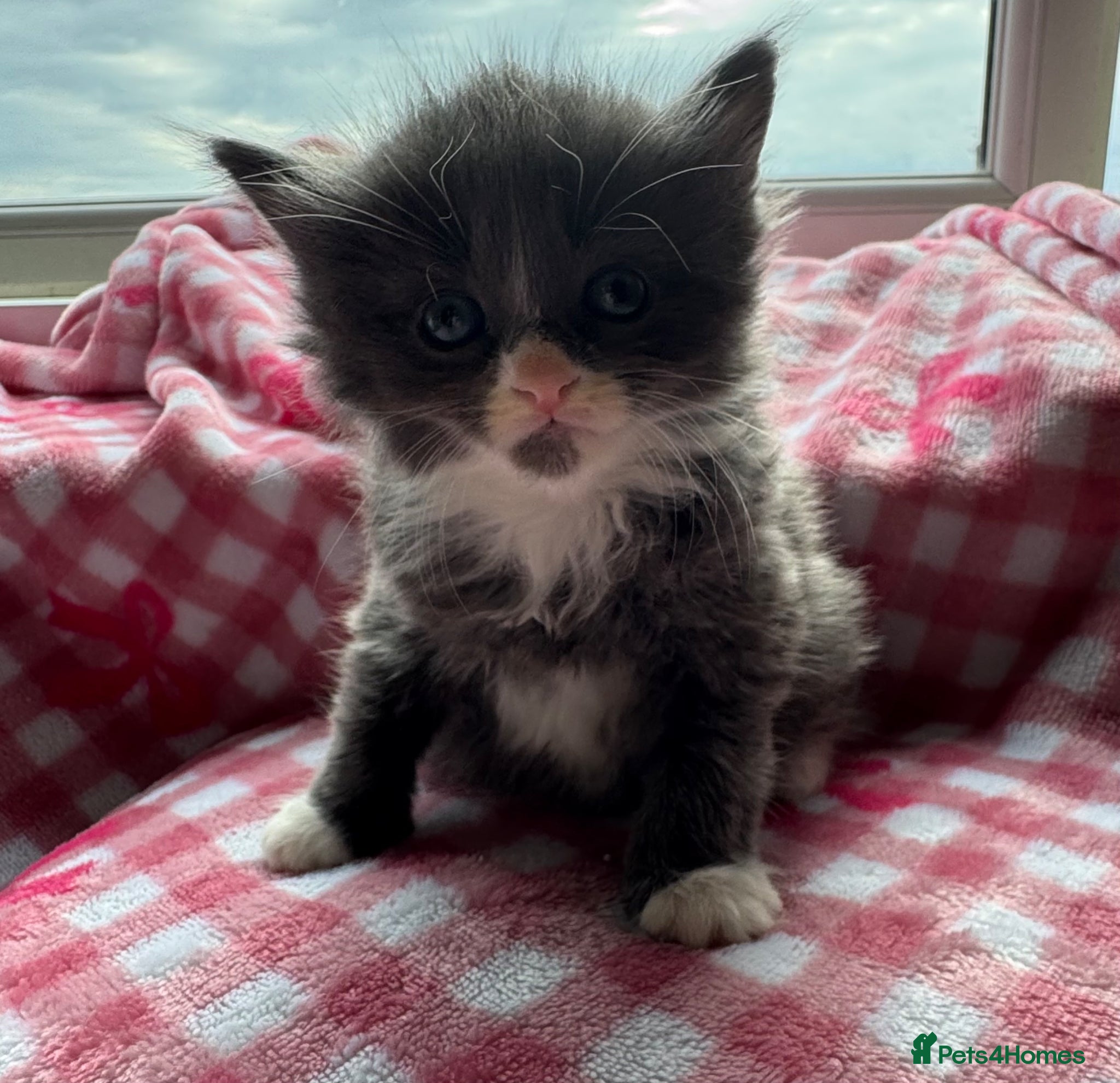 Mixed Breed cats Beautiful kittens for sale  - Advert 17