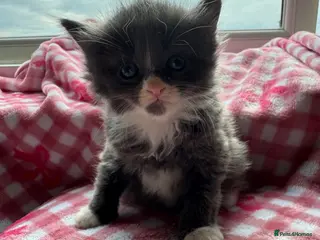 Mixed Breed cats Kittens ReadyToGO!!! Reduced! - Advert 1