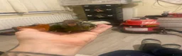 Parrots birds for sale: Hand reared Kakariki  - Advert 18