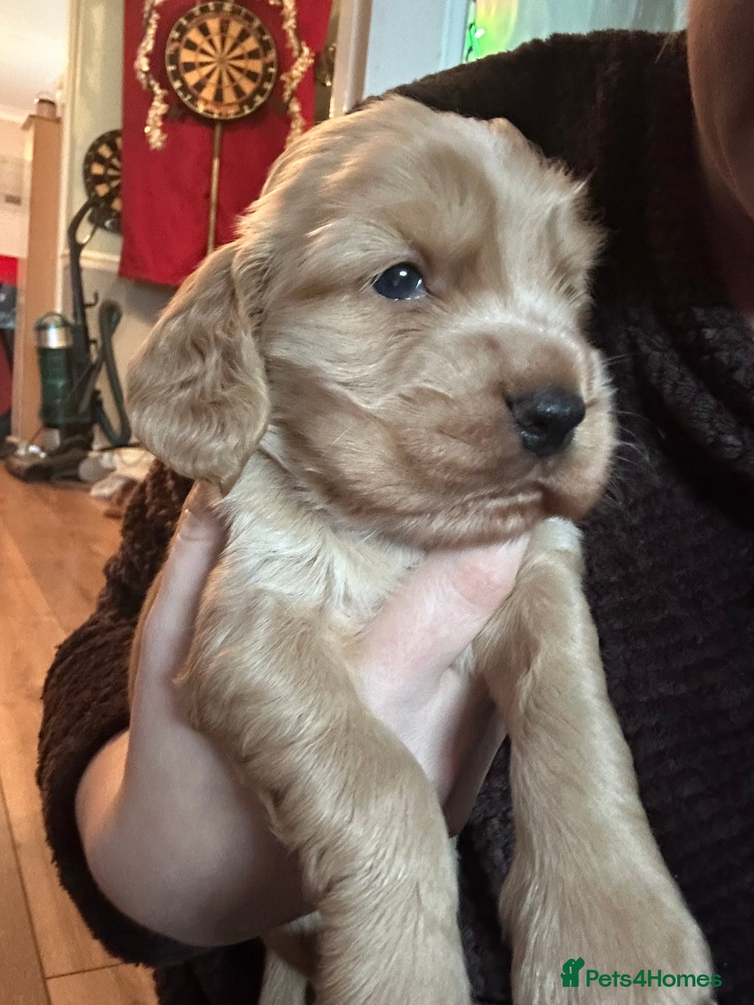 Sprocker dogs for sale: Sprocker Puppies For Sale  - Advert 7