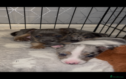Jack Russell dogs for sale: Miniature Tri coloured Merle Jack Russell  - Image 12