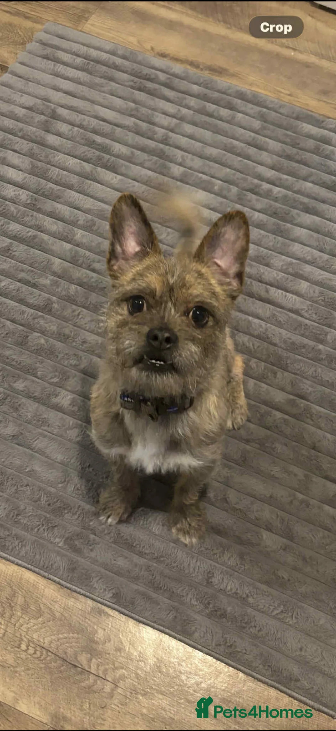 Mixed Breed dogs for sale: Terrier  - Advert 3