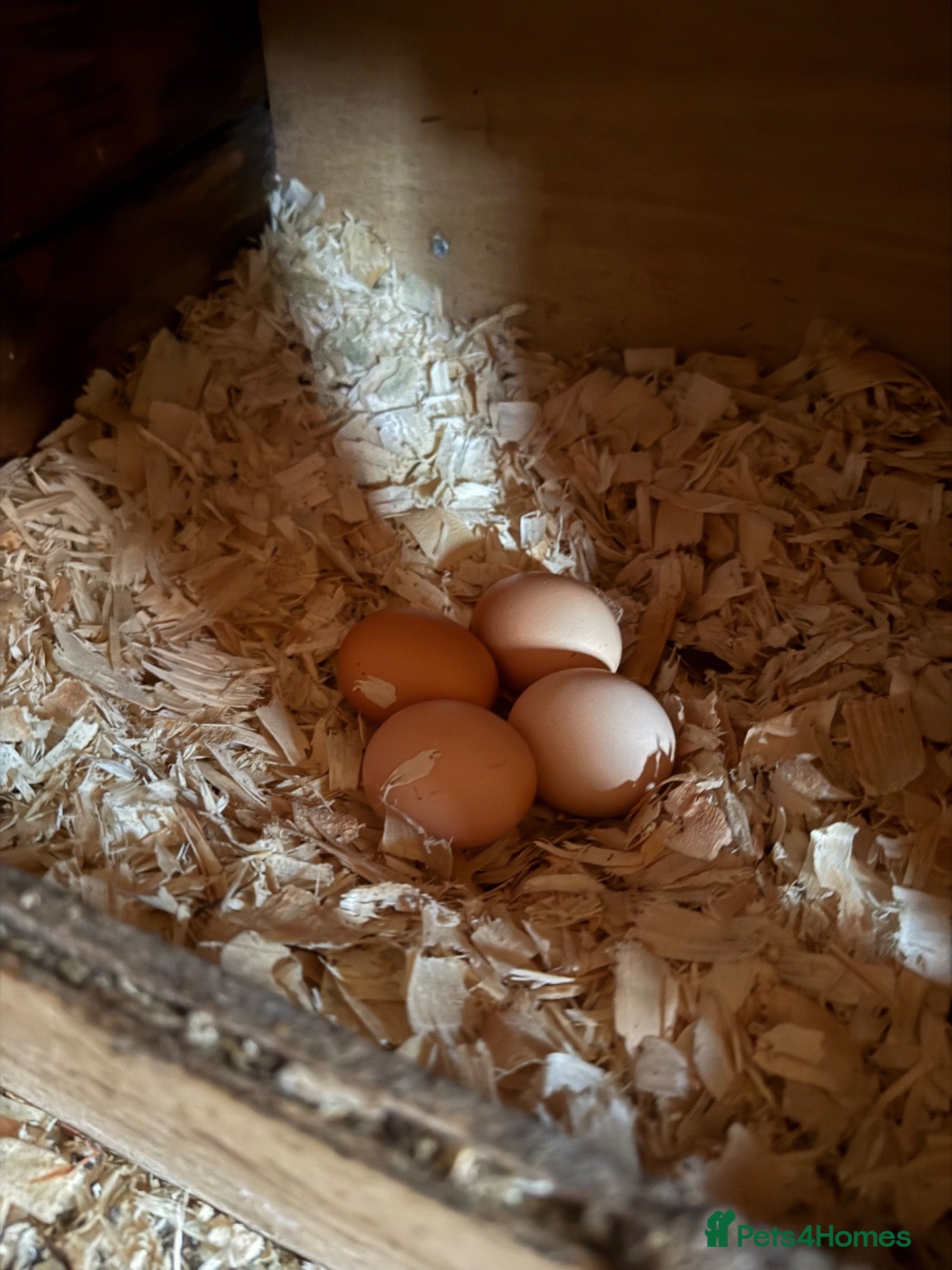 Chickens poultry Laying hen - Advert 2