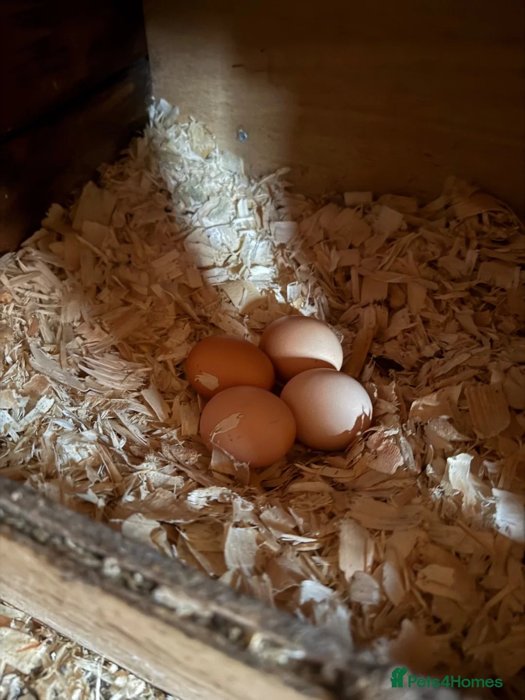Chickens poultry for sale: Laying hen - Advert 2