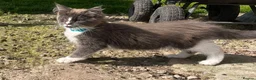 Maine Coon cats for sale: Stunning Maine Coon kittens - Advert 16