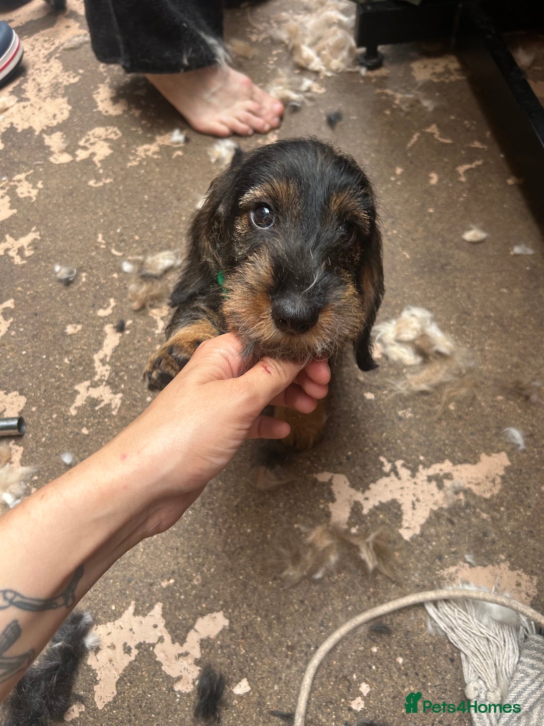 Dachshund dogs for sale: 2 left! standard dachshund puppies ready now! - Image 15