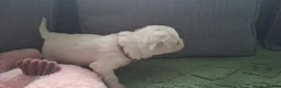 Bichon Frise dogs for sale: Dogs for sale  - Advert 3