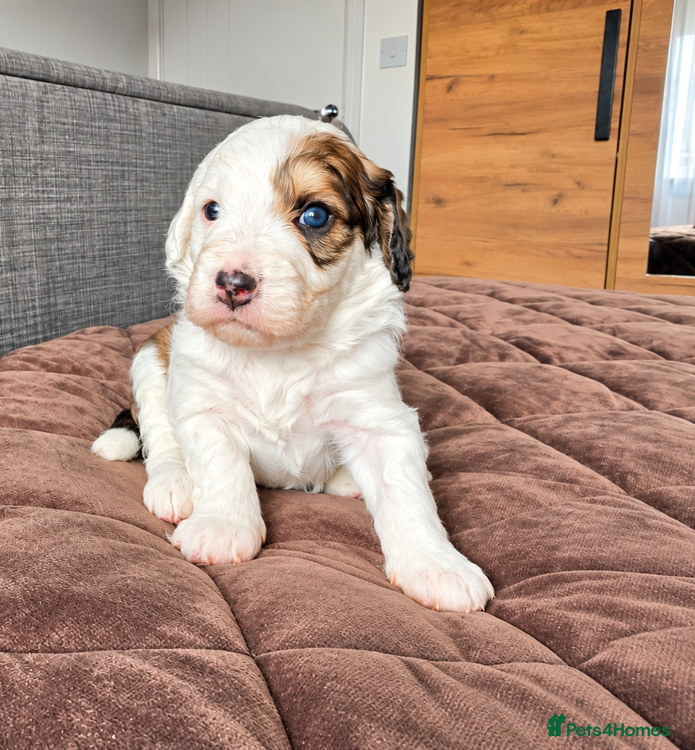 Bernedoodle dogs for sale: Bernedoodle F1B - Advert 2
