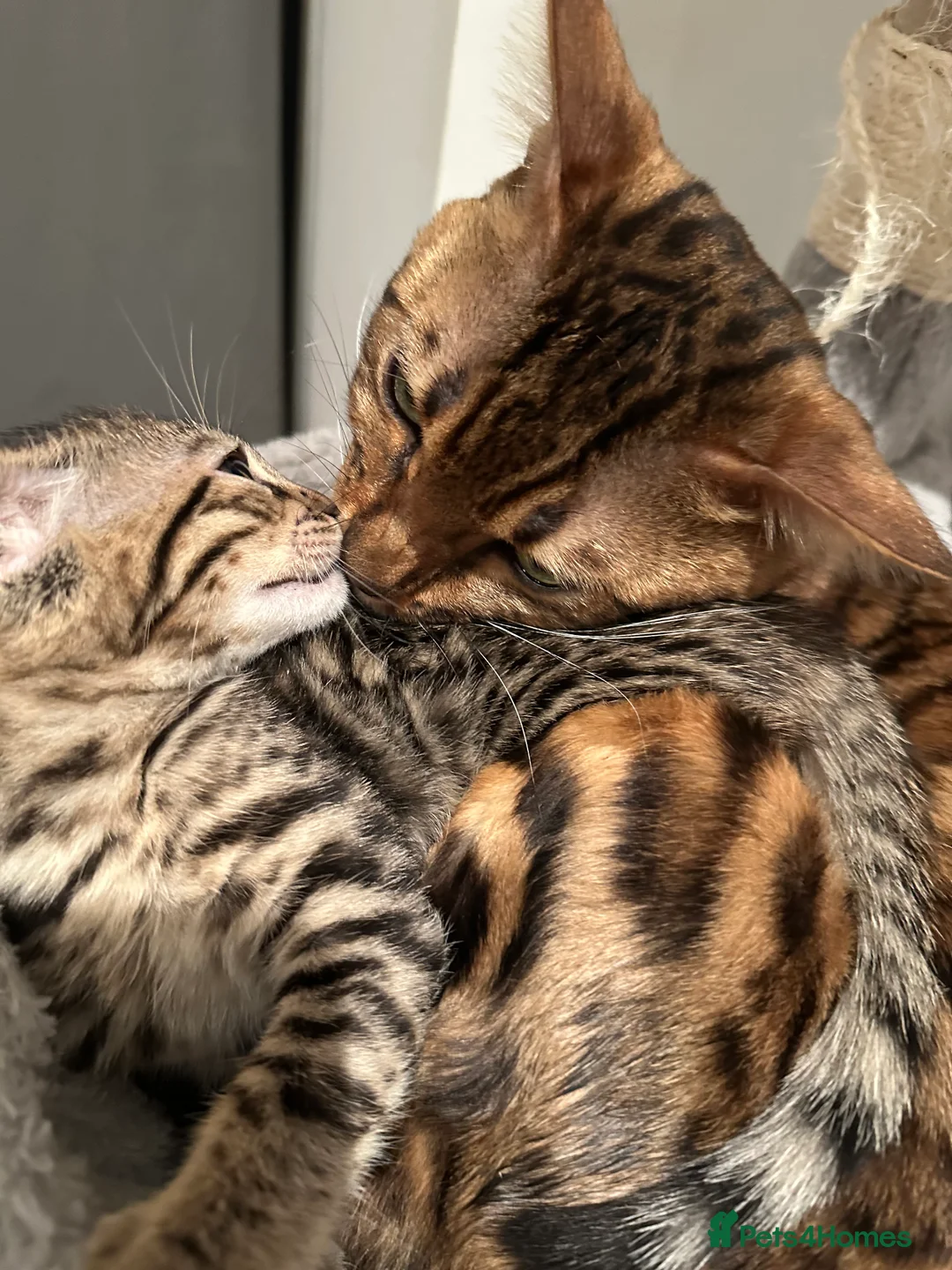 Bengal cats for sale: Sepia Bengal X Savannah kittens Extremely rare  - Advert 25