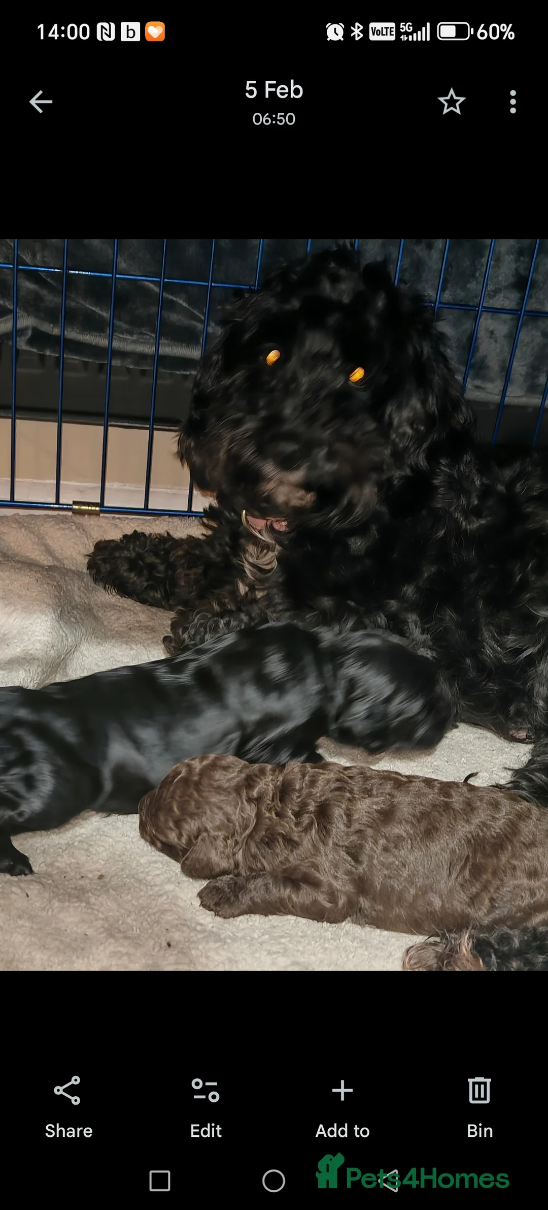 Cockapoo dogs for sale: Cockapoo puppies  - Advert 2