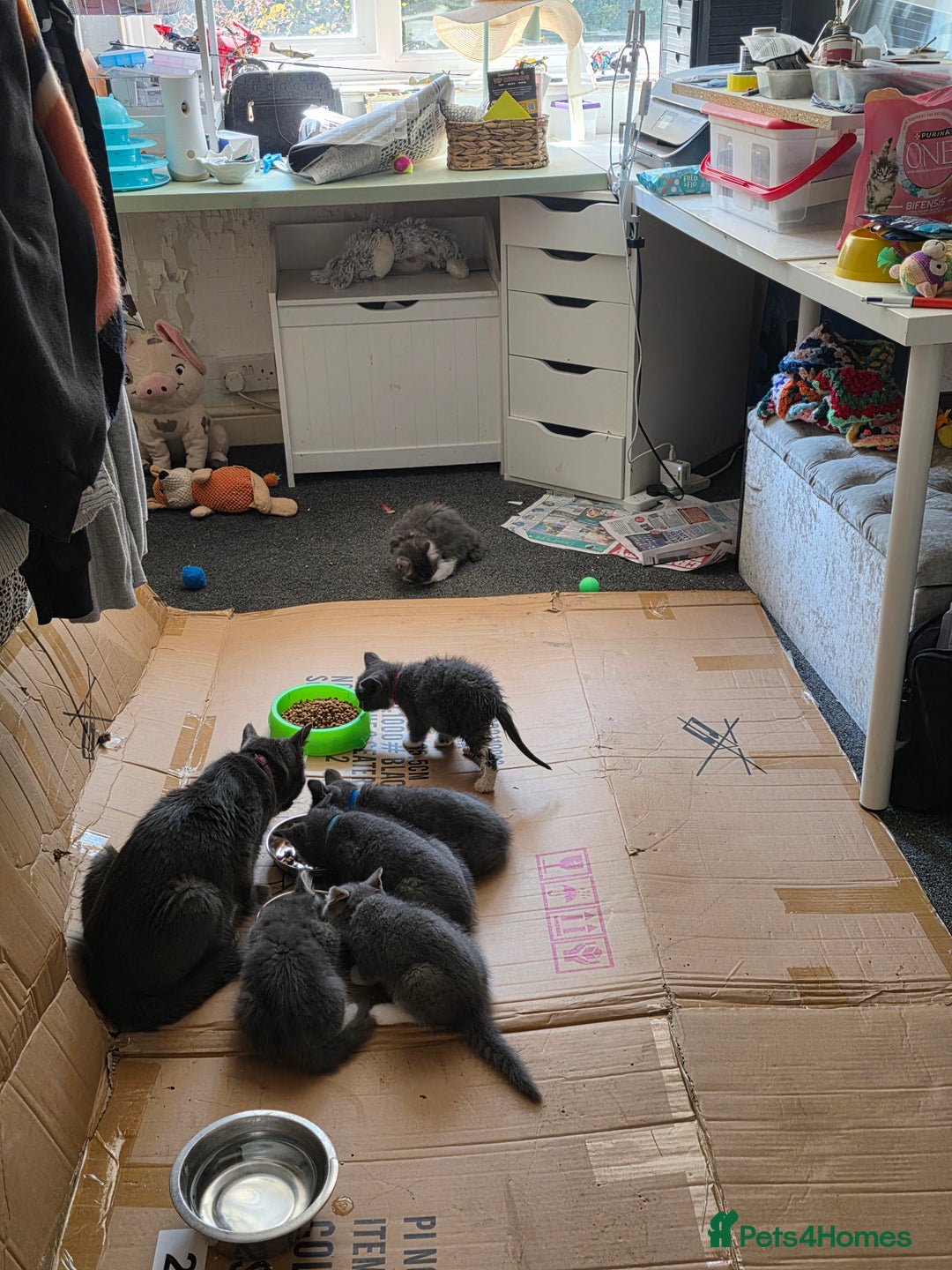 Russian Blue cats for sale: 7 Beautiful Russian blue X kittens  - Image 3