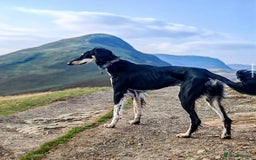 Saluki dogs for stud: Imported mikey boy  - Image 1
