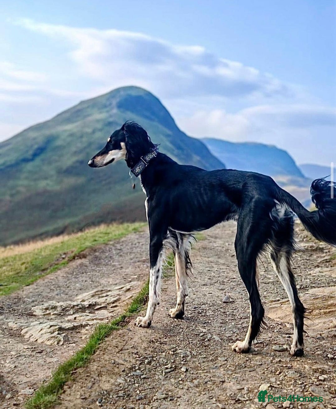 Saluki dogs for stud: Imported mikey boy  - Image 1