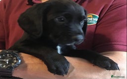 Cockerdor dogs for sale: Superb Quality Cockador Puppies, SHROPSHIRE  - Image 24