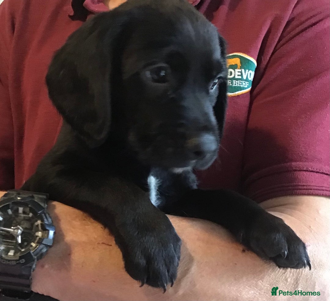 Cockerdor dogs for sale: Superb Quality Cockador Puppies, SHROPSHIRE  - Image 24