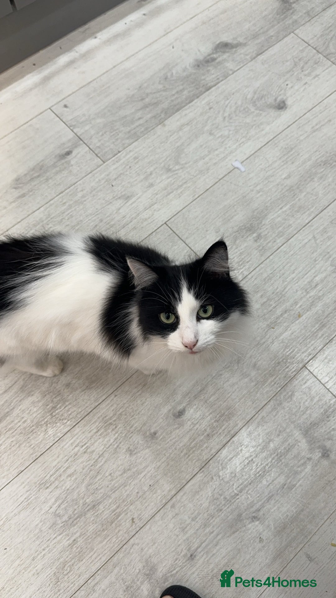 Mixed Breed cats for sale: 5yrs old beautiful affectionate loving home wanted - Advert 4