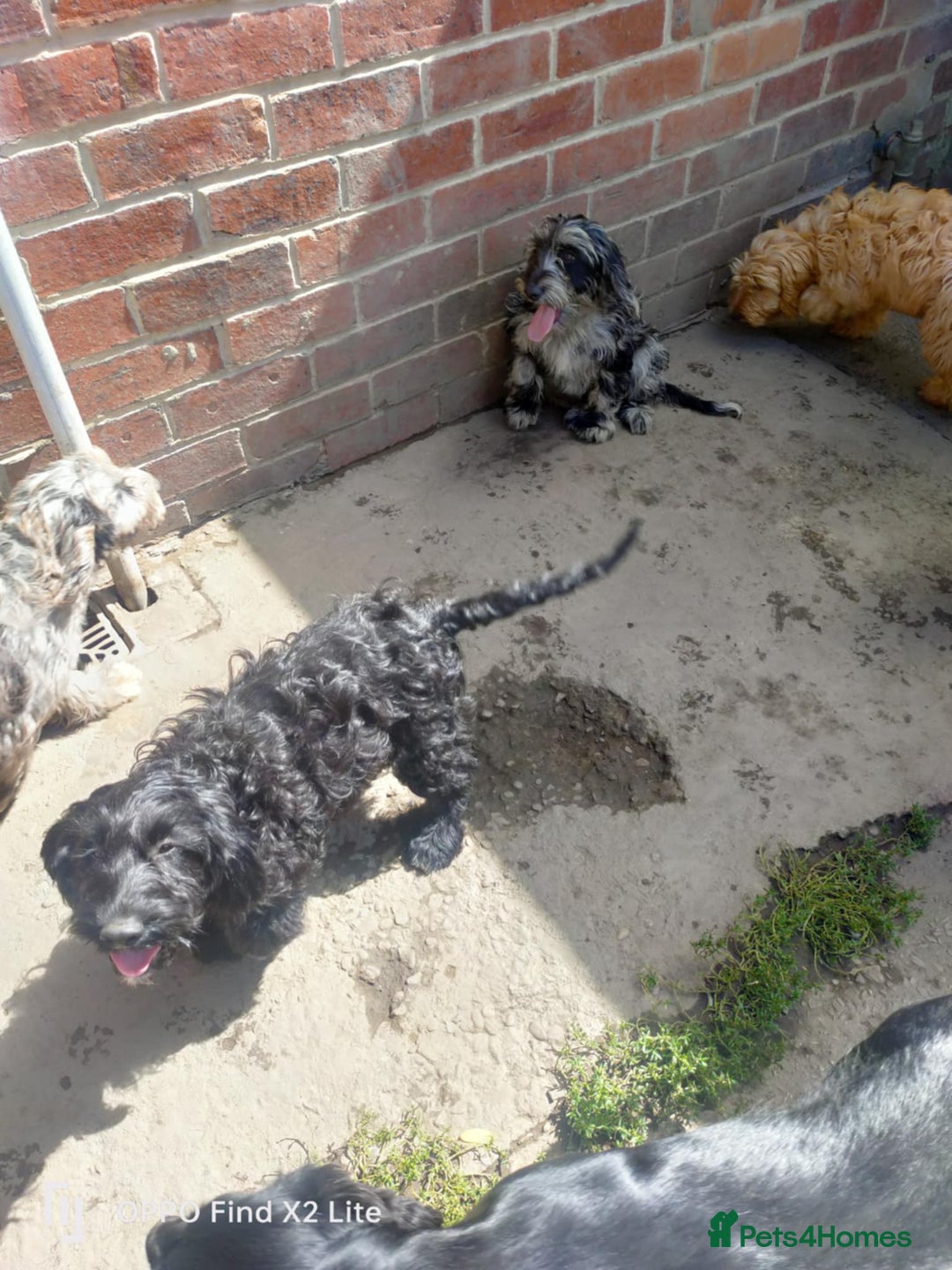 Cockapoo dogs for sale: 2 beautiful cockapoo desperate for forever homes  - Image 39