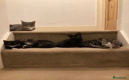 British Shorthair cats for sale: Misty & Bella - Image 13