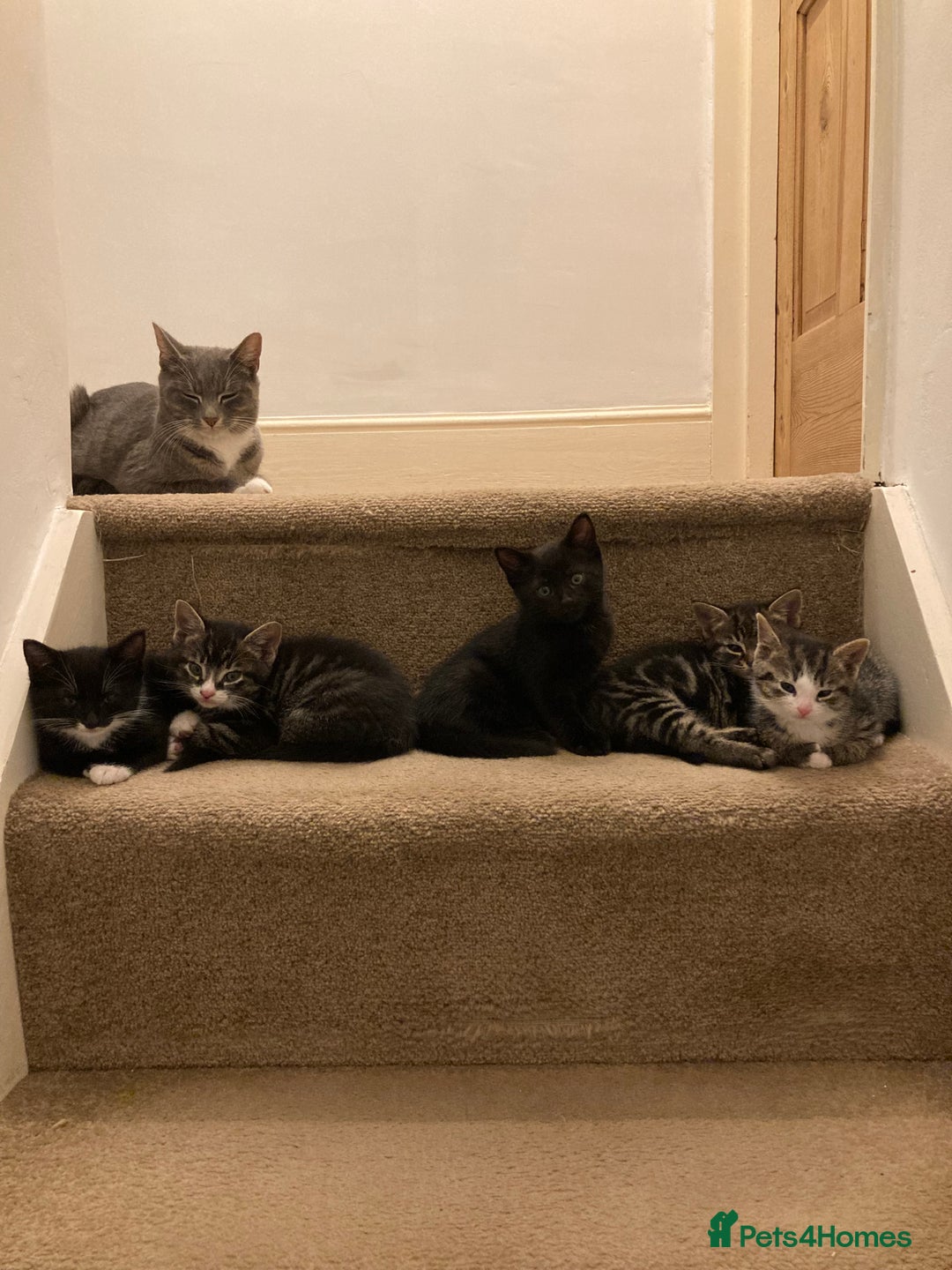 British Shorthair cats for sale: Misty & Bella - Image 13