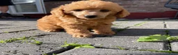 Toy Poodle dogs for sale: Red toy poodles  - Advert 21