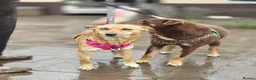 Mixed Breed dogs for adoption: 💙🐶 KAI & ❤️🐶 GERDA– LIKE IN A FAIRY TALE in Burton-on-Trent - Advert 25
