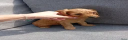 Cockapoo dogs for sale: Cockapoo puppies - Advert 12