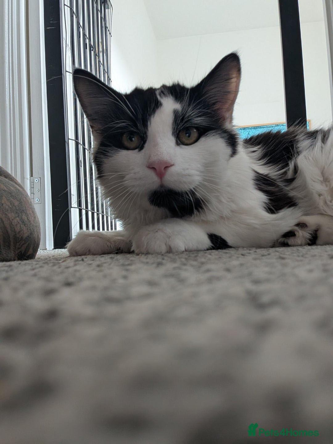 Mixed Breed cats for sale: Male cat for rehoming - Advert 2